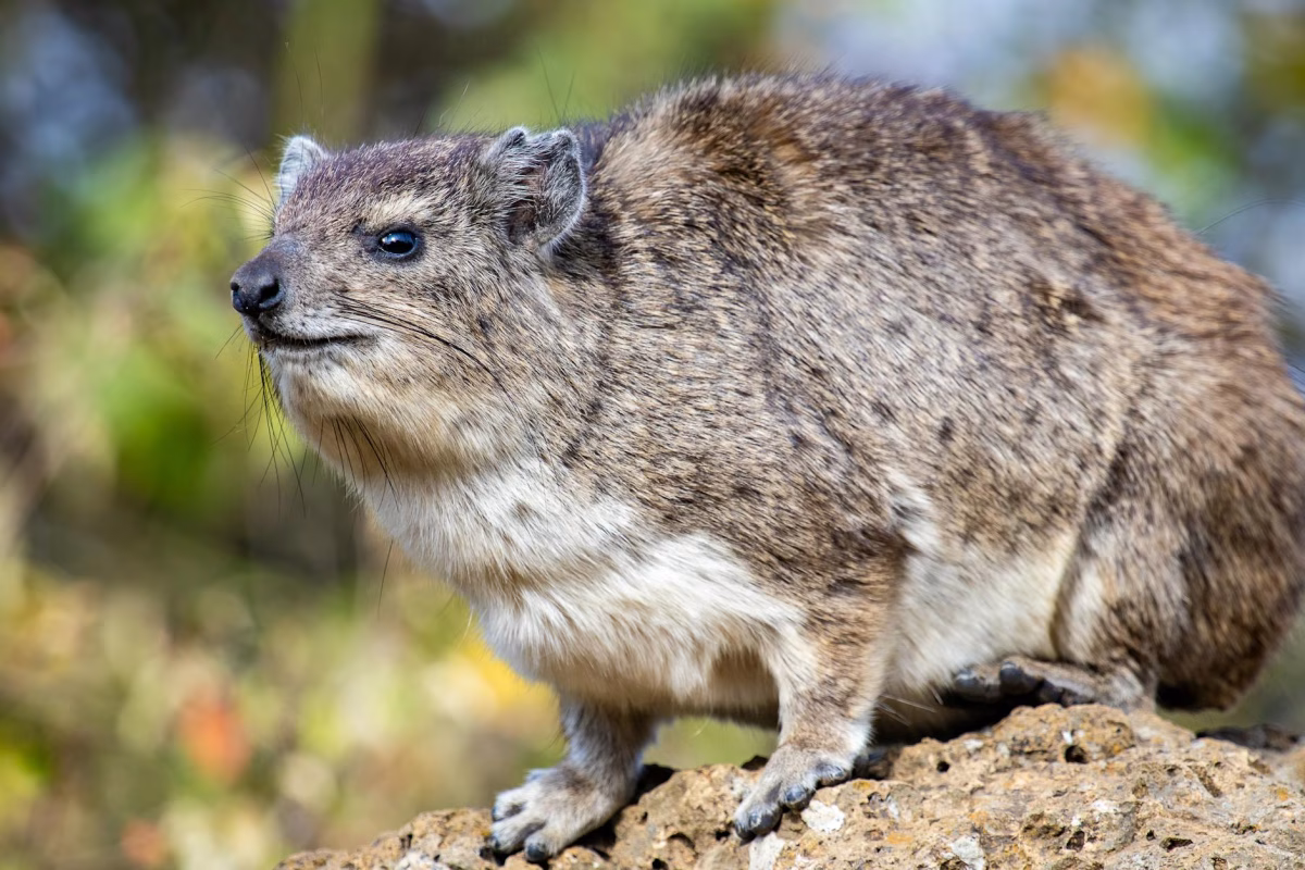 Kenya Turu Mombasa & Safari Turu Türk Havayolları ile 7 Gece 9 Gün