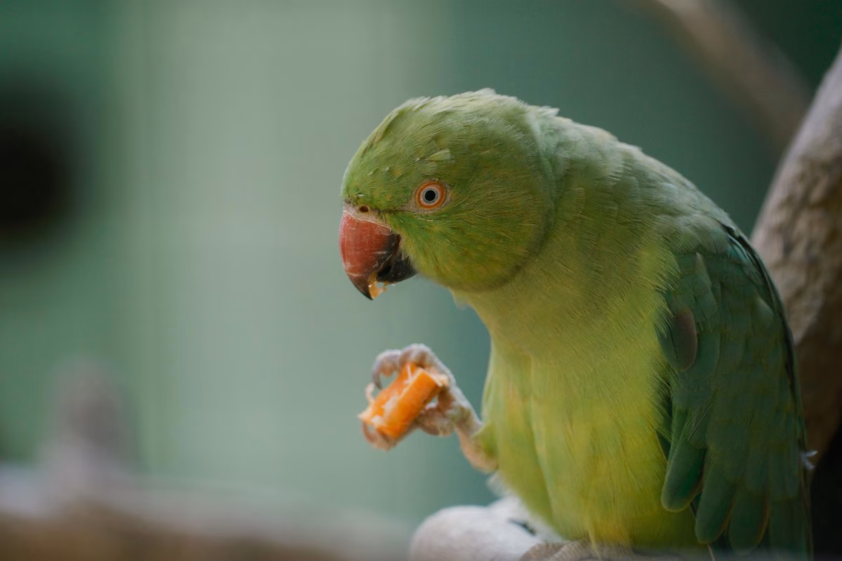 Otobüs İle Bükreş & Transilvanya Turu 2 Gece Konaklamalı 2026
